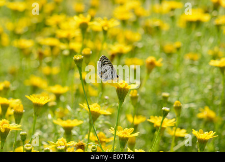 beautiful female The Zebra Blue butterfly (Leptotes plinius) with Mexican Aster flower (Cosmos sulphureus) Stock Photo