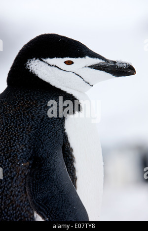 chinstrap penguin on hannah point Antarctica Stock Photo