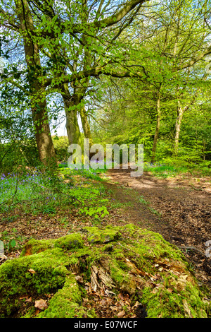 Bluebell wood on a public footpath near Holmfirth, Holme Valley, West Yorkshire, England, UK Stock Photo