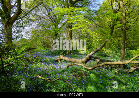 Bluebell wood on a public footpath near Holmfirth, Holme Valley, West Yorkshire, England, UK Stock Photo