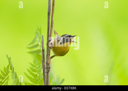 Common Yellowthroat Warbler in Fern Understory Stock Photo