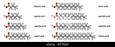 Saturated fatty acids: butyric, caproic, caprylic, capric, lauric, myristic, palmitic and stearic acid. Stylized 2D renderings. Stock Photo