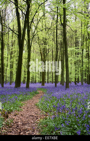 Hyacinthoides non scripta. Path through an English bluebell wood in Spring.