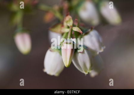 Vaccinium corymbosum. Blueberry flowers. Stock Photo