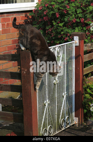 Tabby cat climbing over garden gate Stock Photo