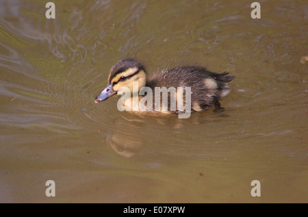 Mallard duckling on Llangollen canal Stock Photo