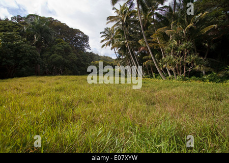 Allerton Gardens, Kauai, Hawaii. Stock Photo