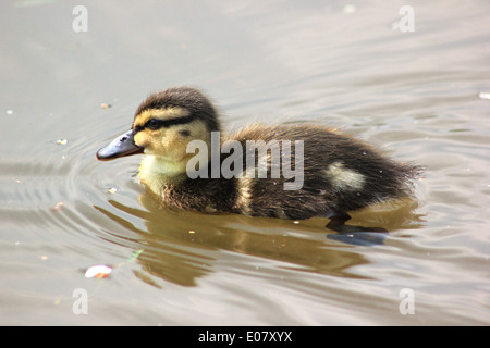 Mallard duckling on Llangollen canal Stock Photo