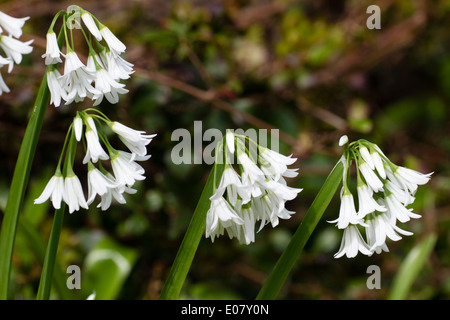 Multiple flower heads of the rather invasive but edible onion relative Allium triquetrum Stock Photo
