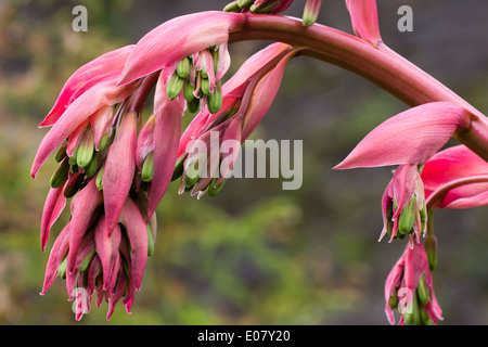 Green flowers emerge from the pink bracts of the tall flowering spike of Beschorneria yuccoides Stock Photo