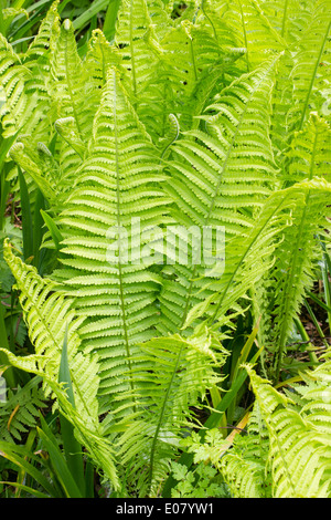Fronds of the shuttlecock or ostrich fern, Matteuccia struthiopteris Stock Photo
