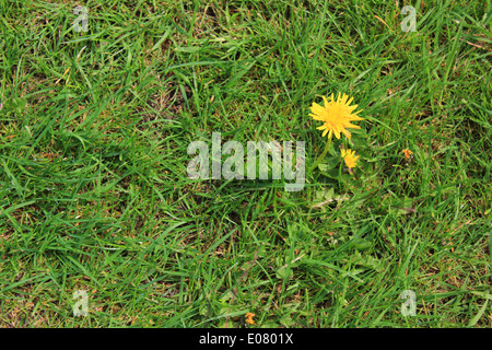 Dandelion in middle of lawn Stock Photo