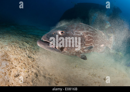 Black Grouper (Mycteroperca bonaci) with scuba divers near the wreck of the Aquila (or Eagle) off Roatan, Hondura. Stock Photo