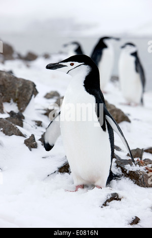 chinstrap penguin on hannah point Antarctica Stock Photo