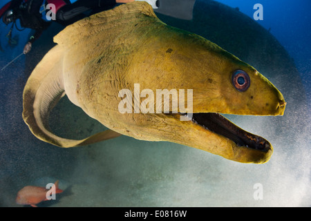 Green Moray (Gymnothorax funebris) with divers waiting to be fed in front of the Aguila Wreck in Roatan, Honduras. Stock Photo