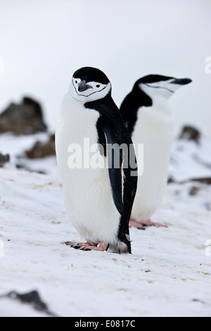 chinstrap penguins on hannah point Antarctica Stock Photo