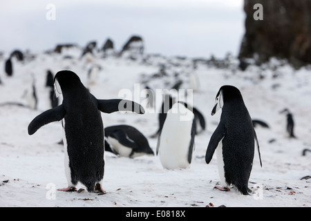 chinstrap penguins walking uphill away from camera on hannah point Antarctica Stock Photo