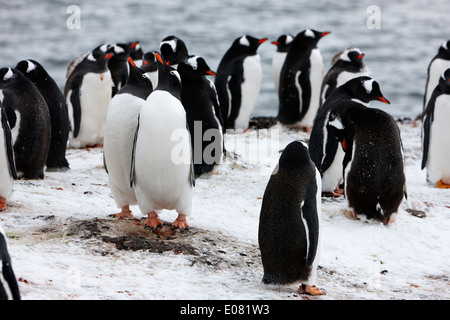 two gentoo penguins mimic behaviour as part of courtship on hannah point Antarctica Stock Photo