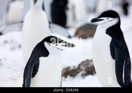 chinstrap penguins on hannah point Antarctica Stock Photo