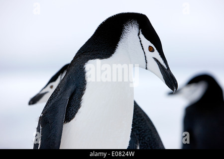 chinstrap penguins closeup with eye prominent on hannah point Antarctica Stock Photo