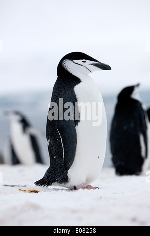 chinstrap penguin sleeping on hannah point Antarctica Stock Photo