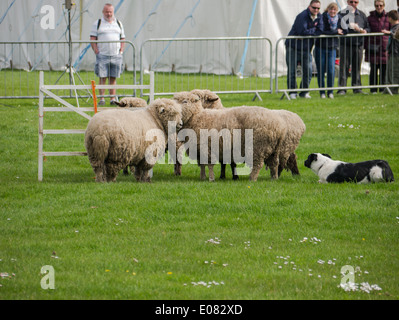 A Border Collie sheep dog rounds up sheep during a sheepdog trial Stock Photo