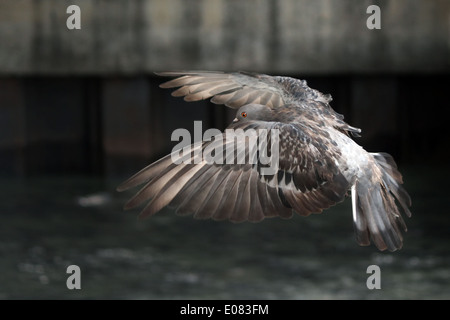 Flying pigeon in the natural Stock Photo