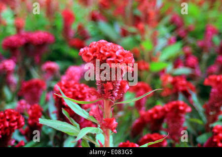 beautiful plumed cockscomb in the garden Stock Photo - Alamy
