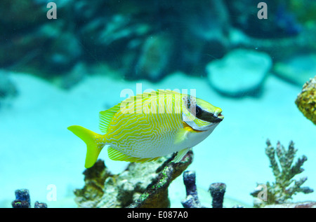 Masked Rabbitfish - Siganus puellus in blue water od aquarium Stock Photo