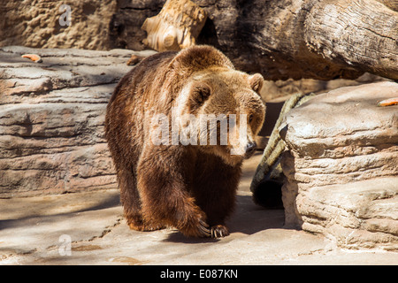 Walking Grizzly Bear. Brown Bear in Zoo. Stock Photo