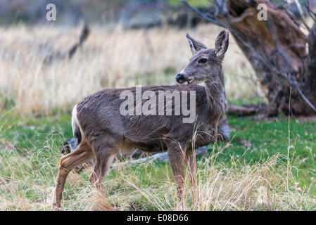 Mule Deer in Utah Zion National Park. Stock Photo