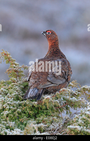 Red grouse Lagopus scoticus juniper Stock Photo