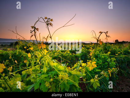 Landscape of sunrise in vineyard. Island Hvar, Dalmatia, Croatia Stock Photo