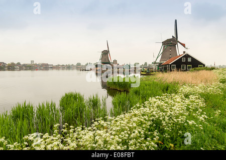 WINDMILLS AT ZAANSE SCHANS WITH CANAL AND WATER HEMLOCK FLOWERS IN SPRINGTIME HOLLAND