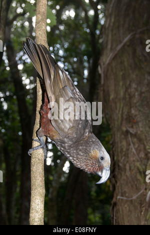 Kaka, Parrot, Kapiti Island, North Island, New Zealand Stock Photo