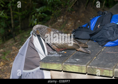 Kaka, Parrot, searching for food in a backpack, Kapiti Island, North Island, New Zealand Stock Photo