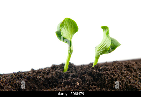 plants growing seedling in soil isolated on white background Stock Photo
