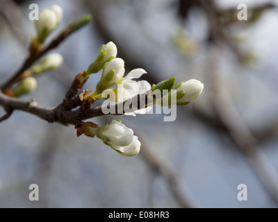 Apple tree flower buds. Branch with white apple flower buds, Stockholm, Sweden in May. Stock Photo