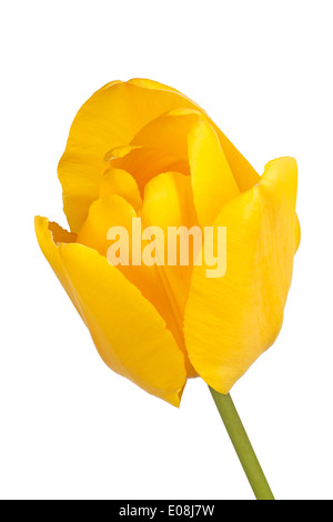 Single flower of a yellow tulip cultivar (Tulipa species) isolated against a white background Stock Photo