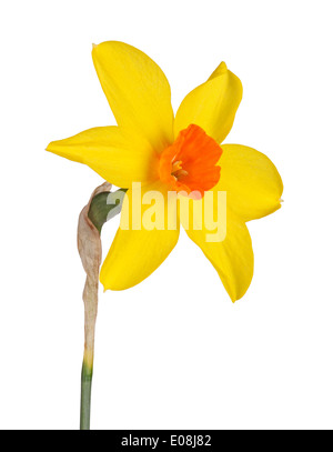 Single flower and stem of the yellow and red, small-cup daffodil cultivar Starbrook isolated against a white background Stock Photo