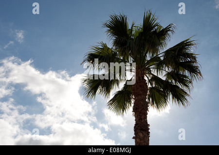 Palme, Acantilado de los Gigantes, Teneriffa, Spanien Stock Photo
