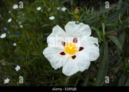 Cistus ladanifer flower with bugs on petals Stock Photo