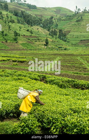 Worker picking tea on a Tea plantation in the Virunga mountains, Rwanda, Africa Stock Photo