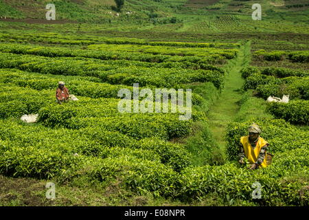 Workers picking tea on a Tea plantation in the Virunga mountains, Rwanda, Africa Stock Photo