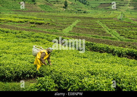 Worker picking tea on a Tea plantation in the Virunga mountains, Rwanda, Africa Stock Photo