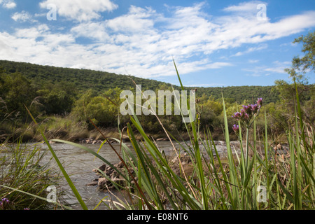 Groot Marico River in summer, North West province, South Africa, February 2014 Stock Photo