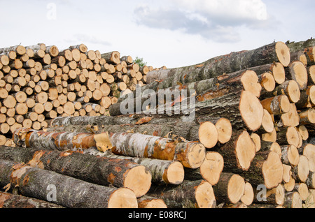 wood fuel birch and pine tree logs stacks near forest. Stock Photo