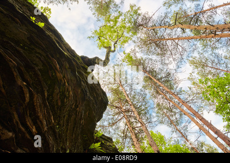 Wonderful world. Tree growing out of rock. The Hell Rocks near Nieklan, Poland. Stock Photo