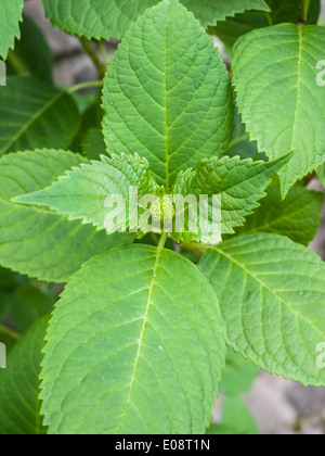 early spring hydrangea inflorescence bud and leaves Stock Photo