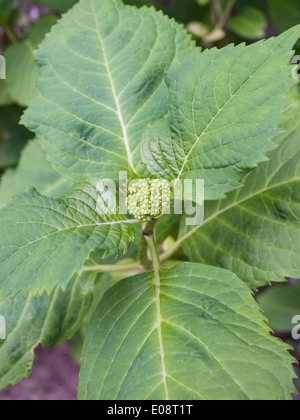 early spring hydrangea inflorescence bud and leaves Stock Photo